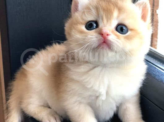 A Kalite Bri̇ti̇sh Shorthai̇r Golden  Yavrular görsel