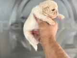 İmperyal Pekinez Benekşer