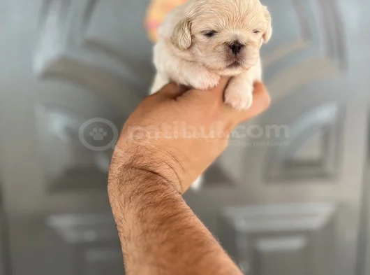 İmperyal Pekinez Benekşer görsel
