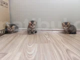 Eğik kulaklı çok tatlı yavrularım