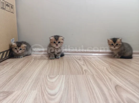 Eğik Kulaklı Çok Tatlı Yavrularım