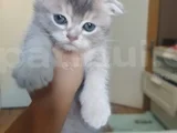 Eğik Kulaklı Çok Tatlı Yavrularım