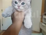 Eğik Kulaklı Çok Tatlı Yavrularım