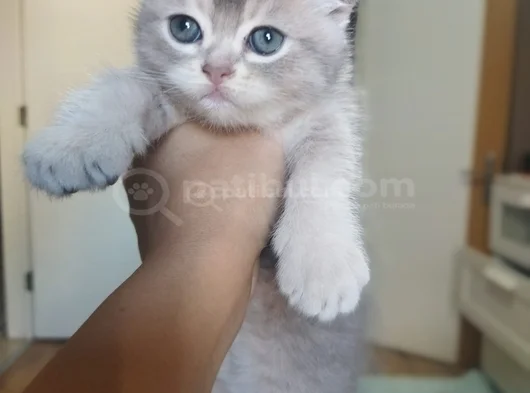Eğik Kulaklı Çok Tatlı Yavrularım görsel
