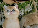 Yuvarlak Masmavi Gözlü Erkek