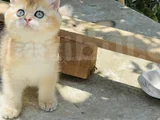 Yuvarlak masmavi gözlü erkek