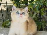 Yuvarlak Masmavi Gözlü Erkek