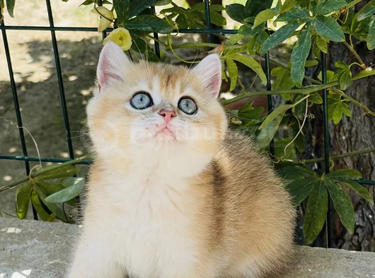 Yuvarlak Masmavi Gözlü Erkek görsel