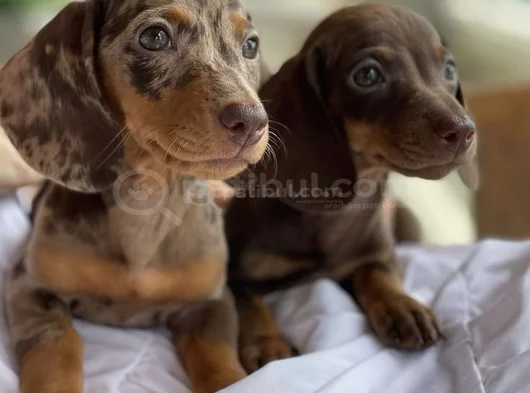 Çikolata ve blue merle  Dachshund yavrular 