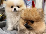 Orijinal Pomeranian Boo