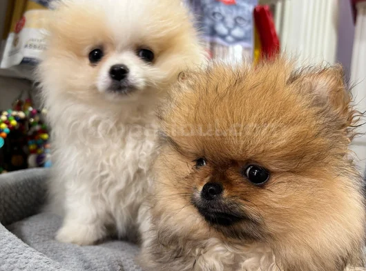 Orijinal Pomeranian Boo görsel