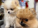 Orijinal Pomeranian Boo