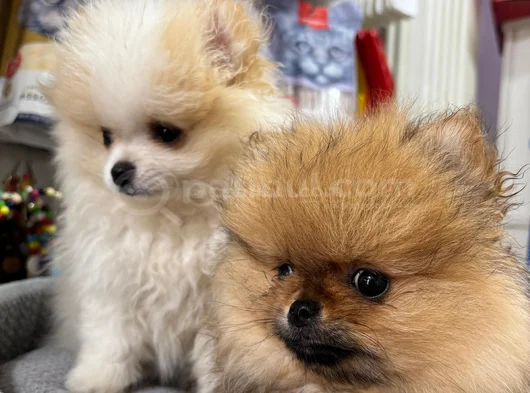Orijinal Pomeranian Boo görsel