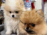 Orijinal Pomeranian Boo
