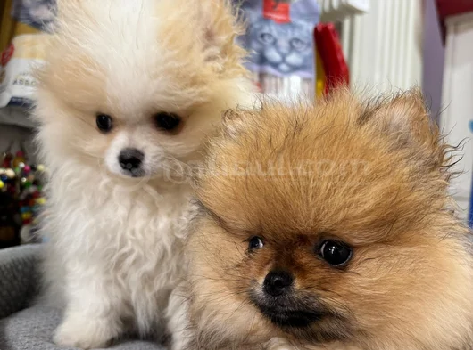Orijinal Pomeranian Boo
