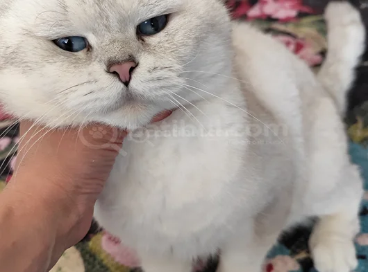 Şecereli Ns1133 görsel