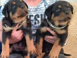 Rotweiler yavruları