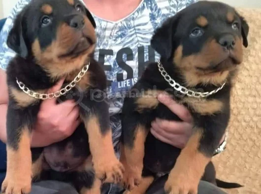 Rotweiler Yavruları