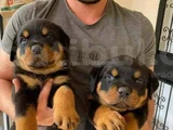 Rotweiler Yavruları