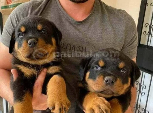 Rotweiler Yavruları görsel