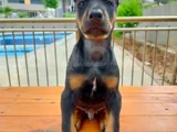 Doberman yavruları 