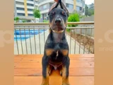 Doberman yavruları