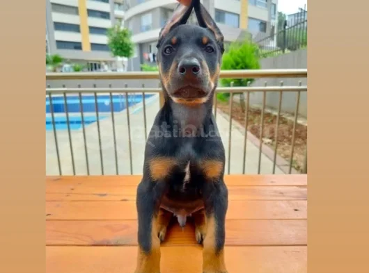Doberman Yavruları