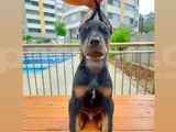 Doberman Yavruları