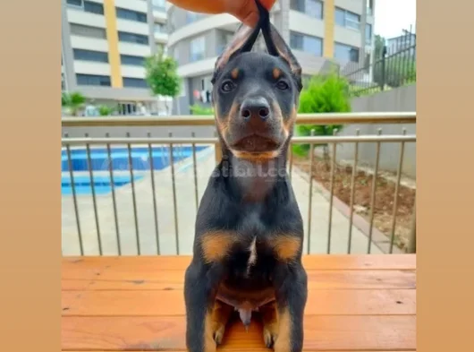 Doberman Yavruları görsel