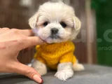 Süslü Maltese Mini Boy Yavrularımız