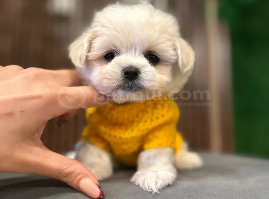 Süslü Maltese Mini Boy Yavrularımız görsel