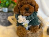 Toy Poodle Yavrularimiz
