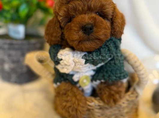 Toy Poodle Yavrularimiz görsel
