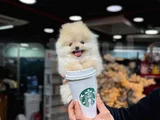 Bardak boy ayıcık surat Boo