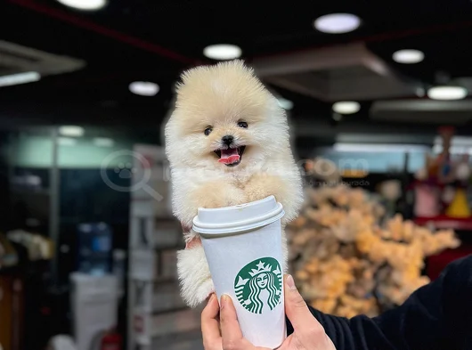 Bardak Boy Ayıcık Surat Boo