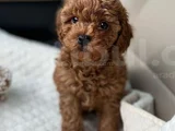 DENİZLİ MERKEZ TESLİME HAZIR POODLE BEBEKLER