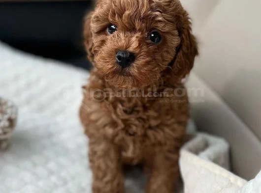 Deni̇zli̇ Merkez Tesli̇me Hazir Poodle Bebekler