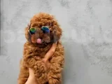 en özel toy poodle yavruları