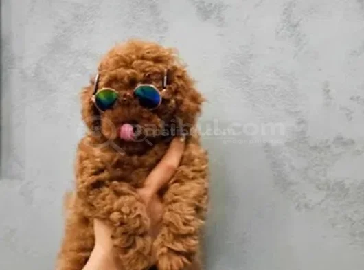 En Özel Toy Poodle Yavruları