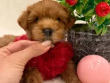 POODLE AYARINDA MALTİPO YAVRULARI