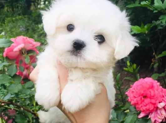 Süslü Maltese Mini Boy Yavrularımız