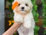 Orji̇nal Maltese