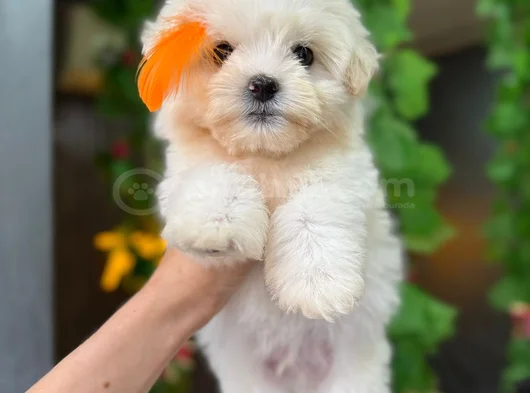 Orji̇nal Maltese görsel