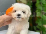 Orji̇nal Maltese