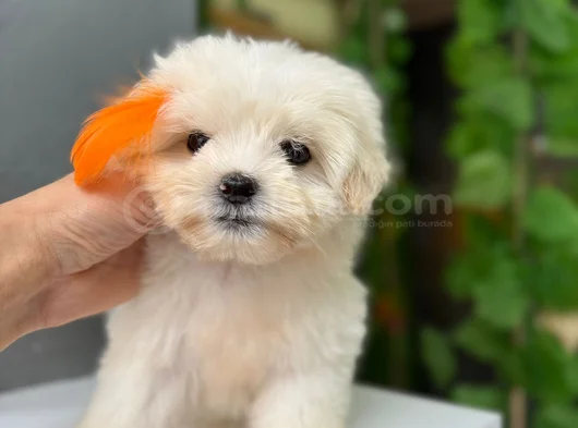 Orji̇nal Maltese görsel