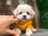 Süslü Maltese Mini Boy Yavrularımız