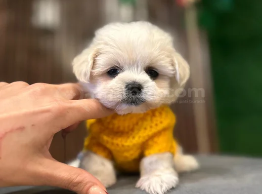 Süslü Maltese Mini Boy Yavrularımız görsel