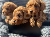 Deni̇zli̇ Merkez Tesli̇me Hazir Poodle Bebekler