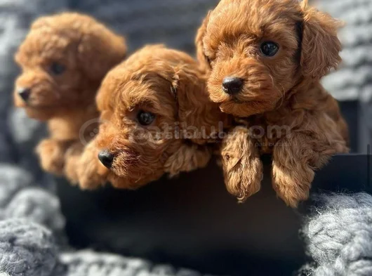 Deni̇zli̇ Merkez Tesli̇me Hazir Poodle Bebekler görsel