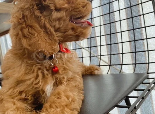 4Aylik Yavru Poodle